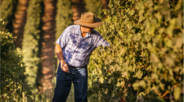 delicate family wines